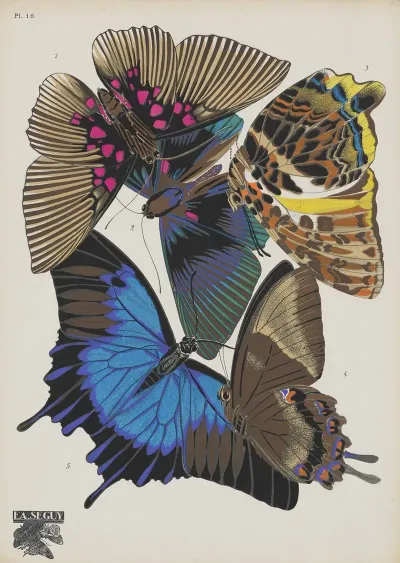 Papillons Pl 16 2