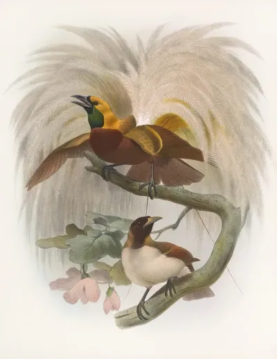 Paradisea Minor