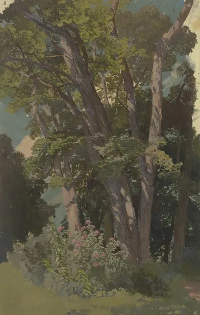 Park Study Glade