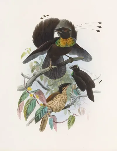 Parotia Sexpennis