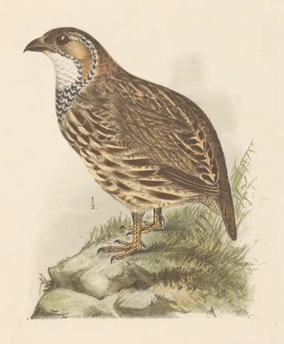 Partridge