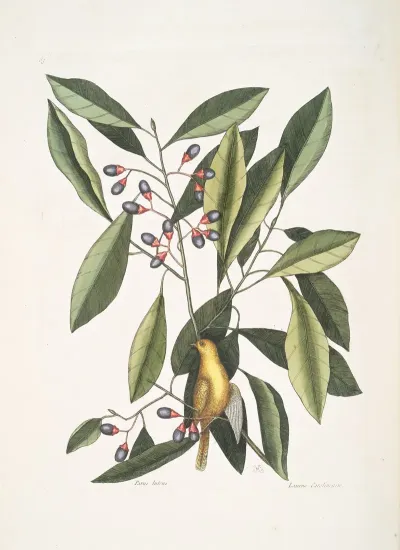 Parus Luteus The Yellow Titmous Laurus Carolinensis The Red Bay