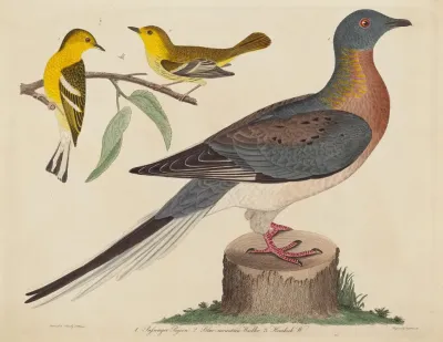 Passenger Pigeon Blue Mountain Warbler And Hemlock Warbler