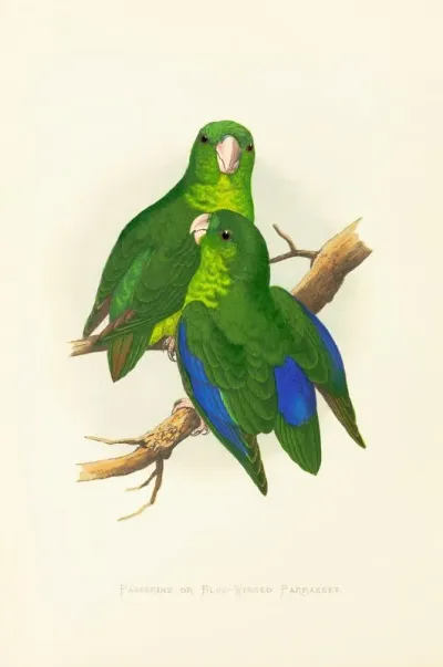 Passerine Or Blue Winged Parrakeet