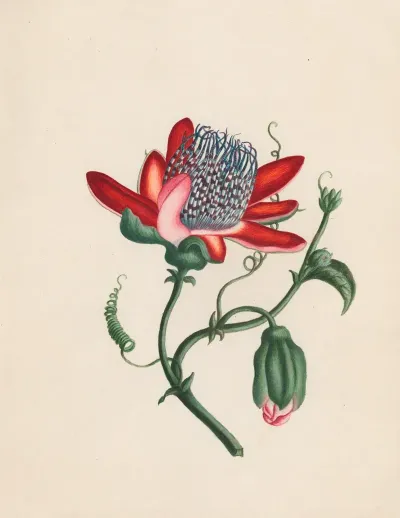 Passiflora Alata Winged Passion Flower West India