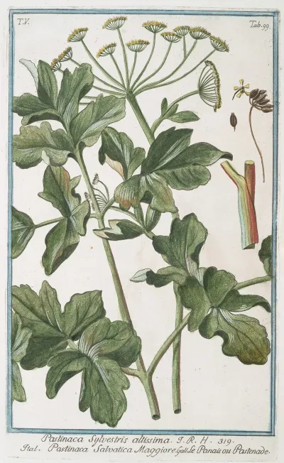 Pastinaca Sylvestris Altissima Pastinaca Salvatica Maggiore Panais Ou Pastenade Wild Parsnip