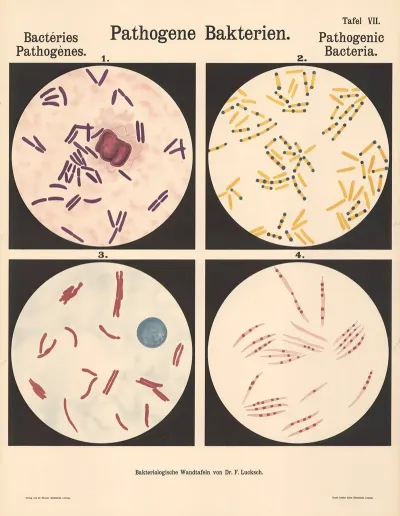 Pathogenic Bacteria Pl 07