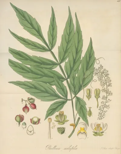 Paullinia Meliifolia