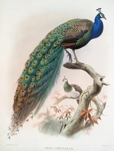 Pavo Cristatus 2