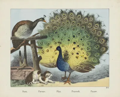 Peacock 6