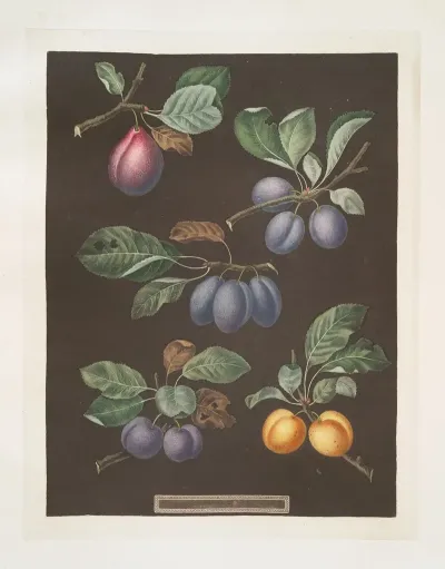 Pear Blue Imperatrice The Empress Brignole And St Catherine Plums