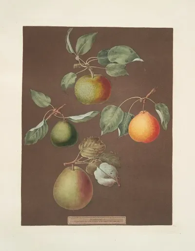 Pears Michaelmas Or Autumn Bergamot Summer Orange And Gansells Bergamots