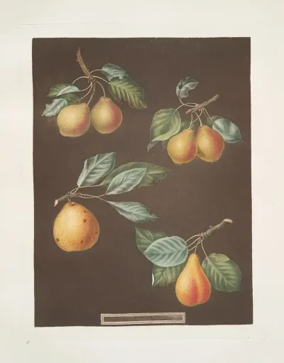 Pears Valley Petit Russelet Doyenne Or Saint Michael And The Russselet De Rheims Or Gross Russelet Varities