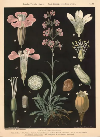 Pechnelke Viscaria Vulgaris Acker Hornkraut Cerastium Arvense