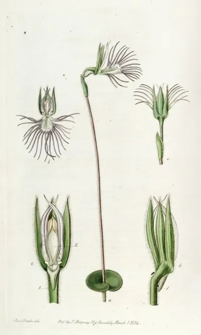 Pectinated Bartholina