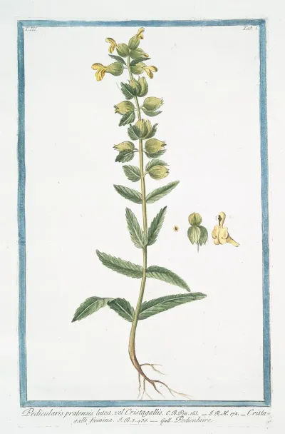 Pedicularis Pratensis Lutea Vel Cristagallis Cristagalli Foemina Pediculaire Lousewort