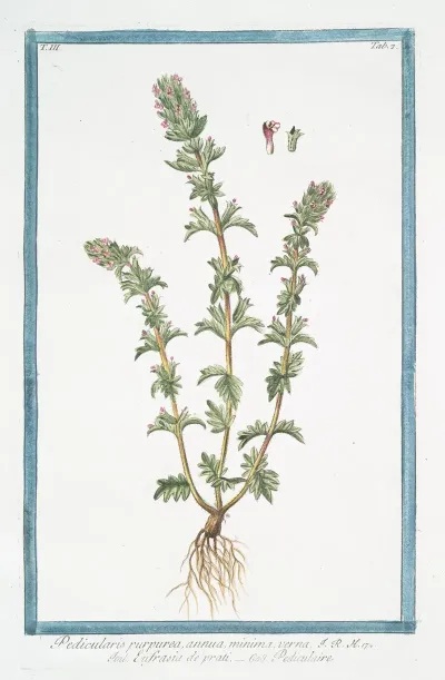 Pedicularis Purpurea Annua Minima Verna Eufrasia Deprati Pediculaire Lousewort