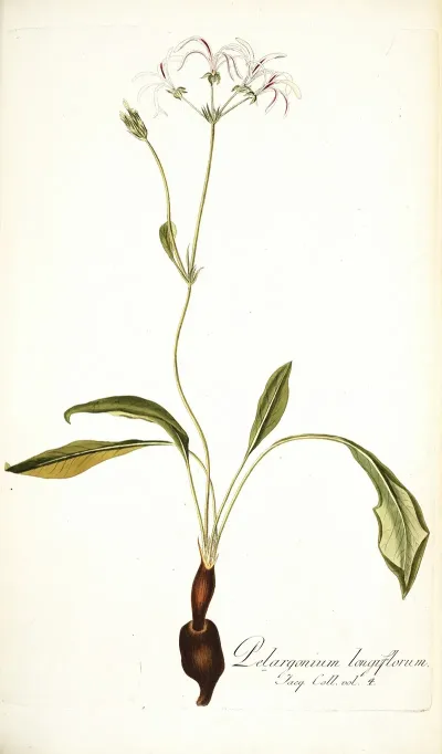 Pelargonium Longiflorum