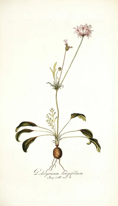 Pelargonium Longifolium