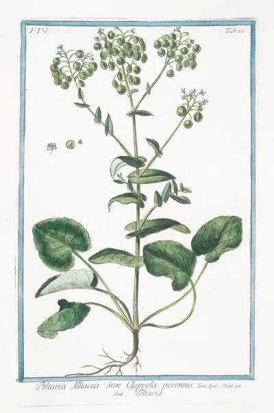 Peltaria Alliacea Sive Clypeola Perennis Peltaria Garlic Cress