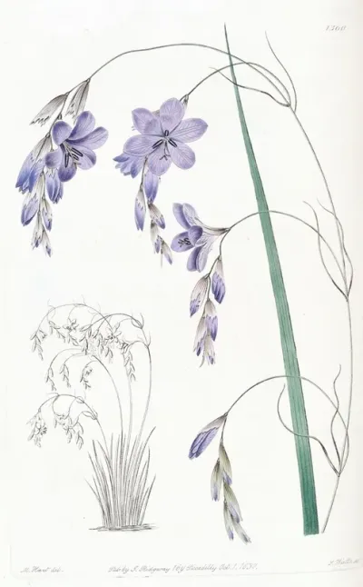 Pendulous Flowered Sparaxis