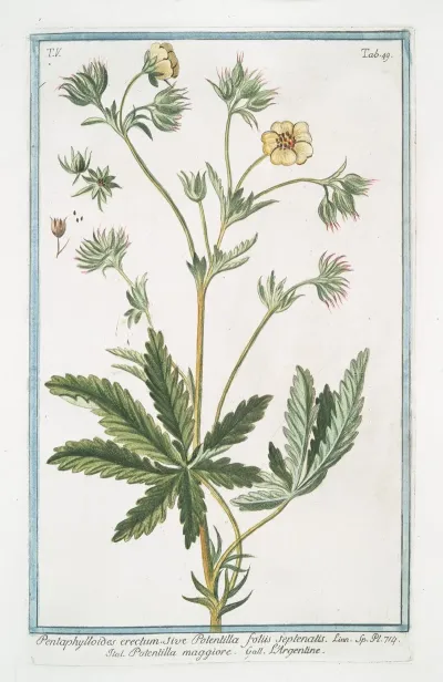 Pentaphylloides Erectum Sive Potentilla Foliis Septenatis Potentilla Maggiore Largentine Cinquefoil