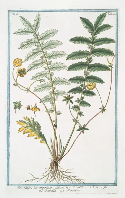 Pentophylloi Des Argenteum Alatum Seu Potentilla Potemtoa Largentine Silver Cinquefoil