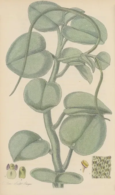 Peperomia Incana