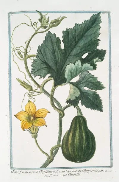 Pepo Fructu Parvo Pyriformi Cucurbita Aspera Pyriformis Parva Zucca Citrouille Pumpkin