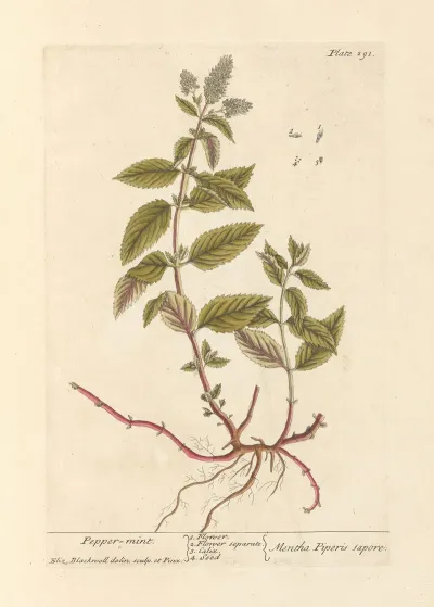 Pepper Mint