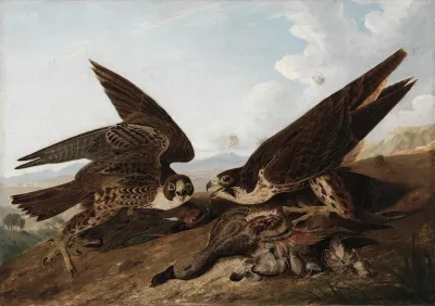Peregrine Falcons Duck Hawks