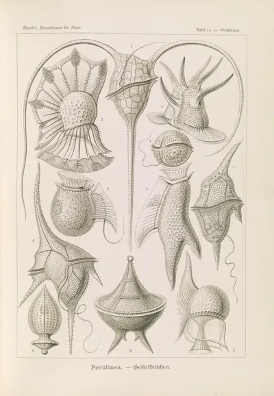 Peridinea Geikelhutchen
