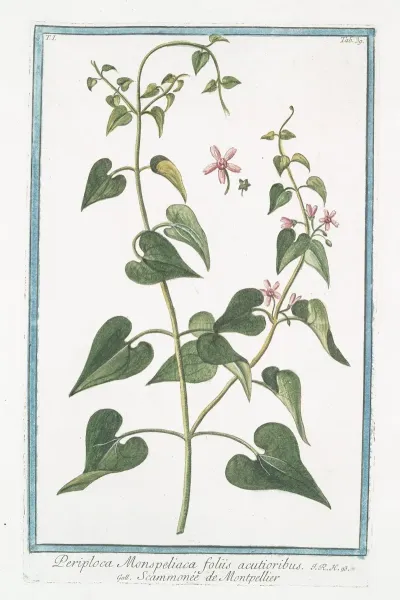 Periploca Monspeliaca Foliis Acutioribus Scammonee De Montepellier
