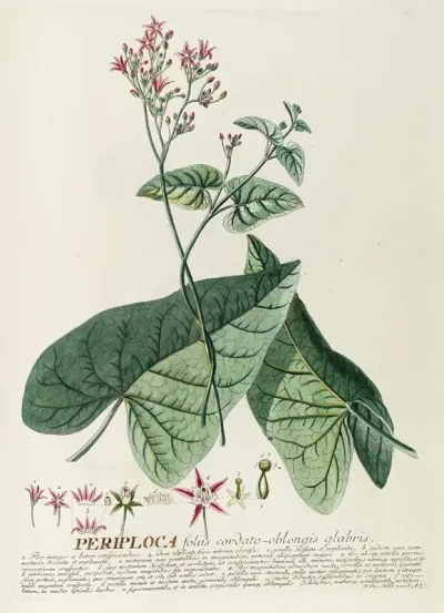 Periploca