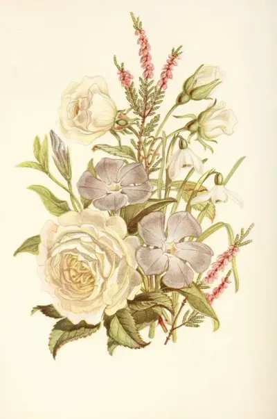 Periwinkle Snowdrop White Rose Common Heath