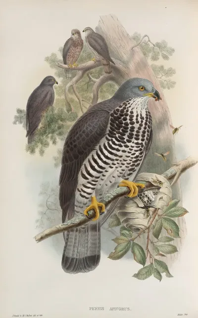 Pernis Apivorus Honey Buzzard