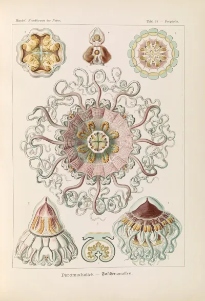 Peromedusae Talchenquallen