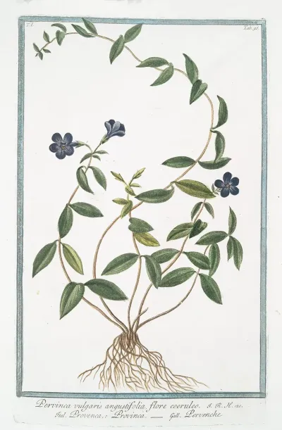 Pervinca Vulgaris Angustifolia Flore Coeruleo Provenca O Provinca Pervenche Periwinkle