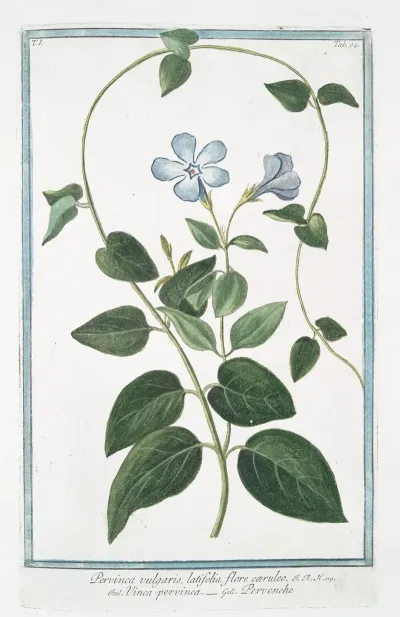 Pervinca Vulgaris Latifolia Flore Caeruleo Vinca Pervinca Pervenche Vinca Minor Or Periwinkle