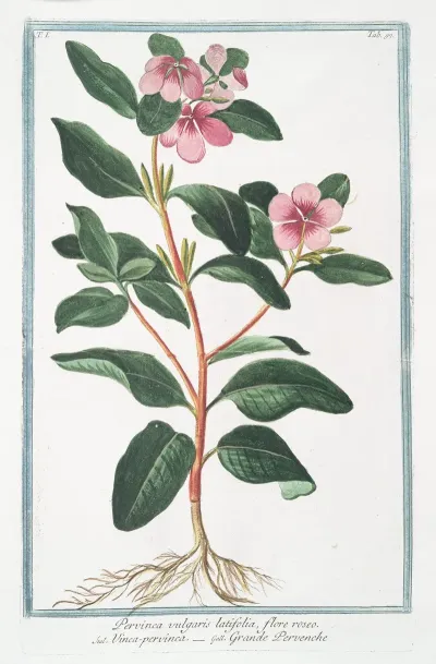 Pervinca Vulgaris Latifolia Flore Roseo Vinca Pervinca Grande Pervenche Greater Periwinkle