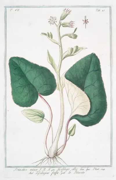 Petasites Minor Tussilago Alba Tossilagine Falsa Le Petasite White Butterbur
