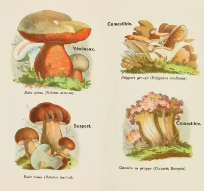 Petit Atlas Des Champignons Pl 3