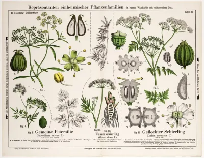 Petroselinum Sativum Cicuta Virosa Conium Maculatum