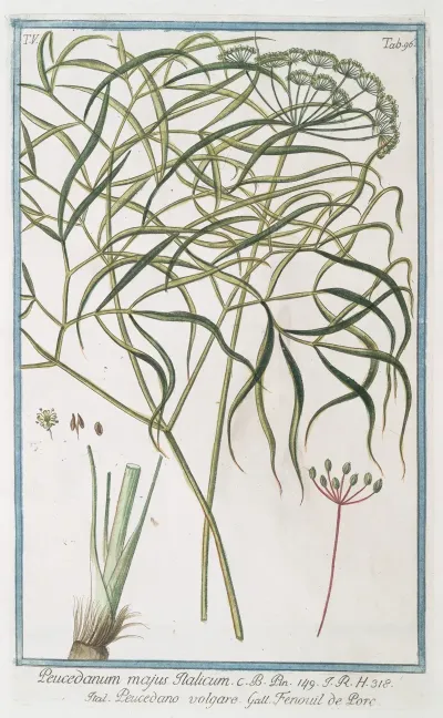 Peucedanum Majus Italicum Peucedano Volgare Fenouil De Porc Hogs Fennel