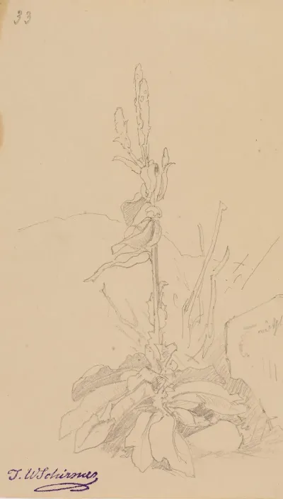 Pflanzenstudie Fol 33