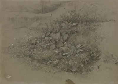 Pflanzenstudie In Wiesenlandschaft