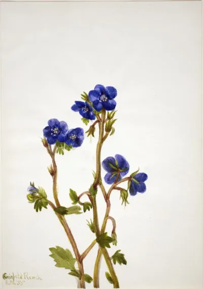 Phacelia Phacelia Parryi