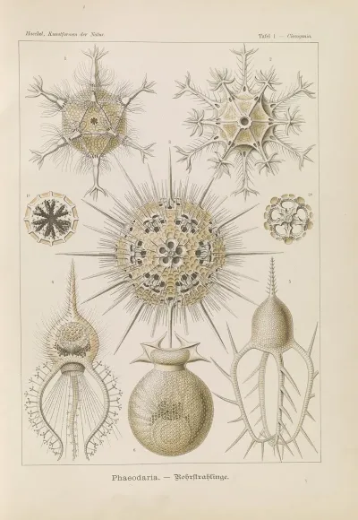 Phaeodaria Rohrstrahlinge
