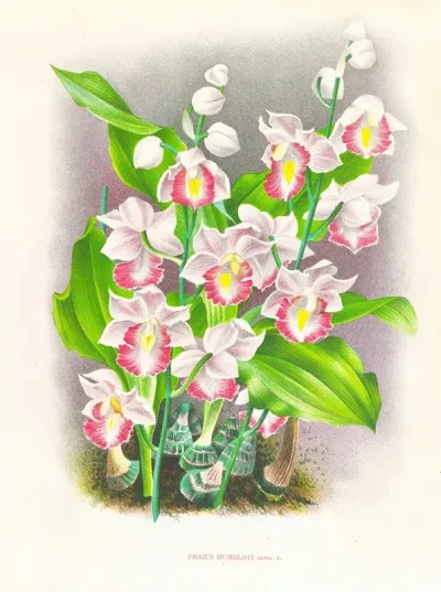 Phaius Humbloti