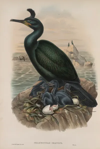 Phalacrocorax Graculus Crested Cormorant Or Shag